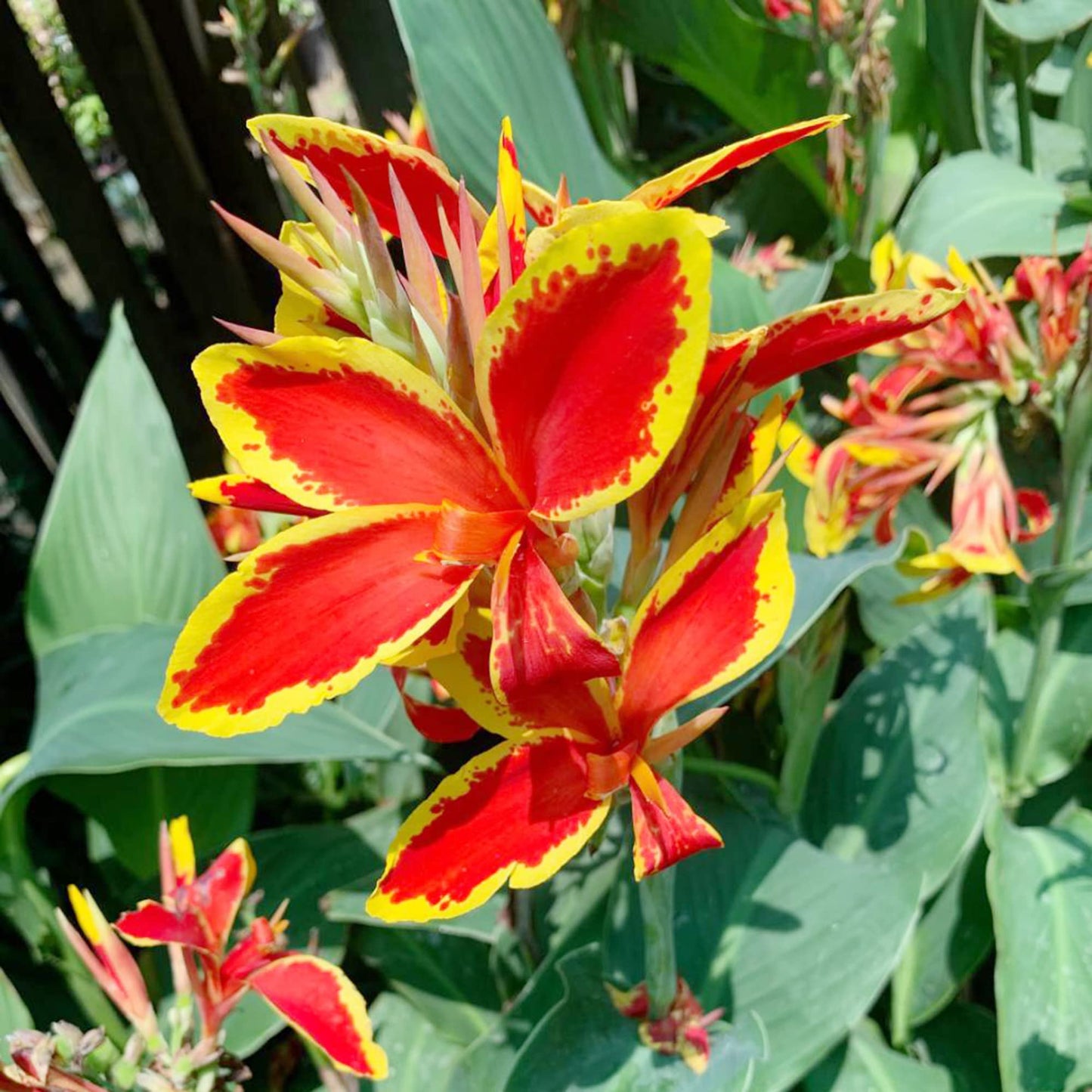 Canna 'Lucifer' Flower Seeds