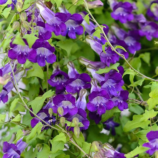 Asarina Scandens 'Joan Lorraine' Flower Seeds