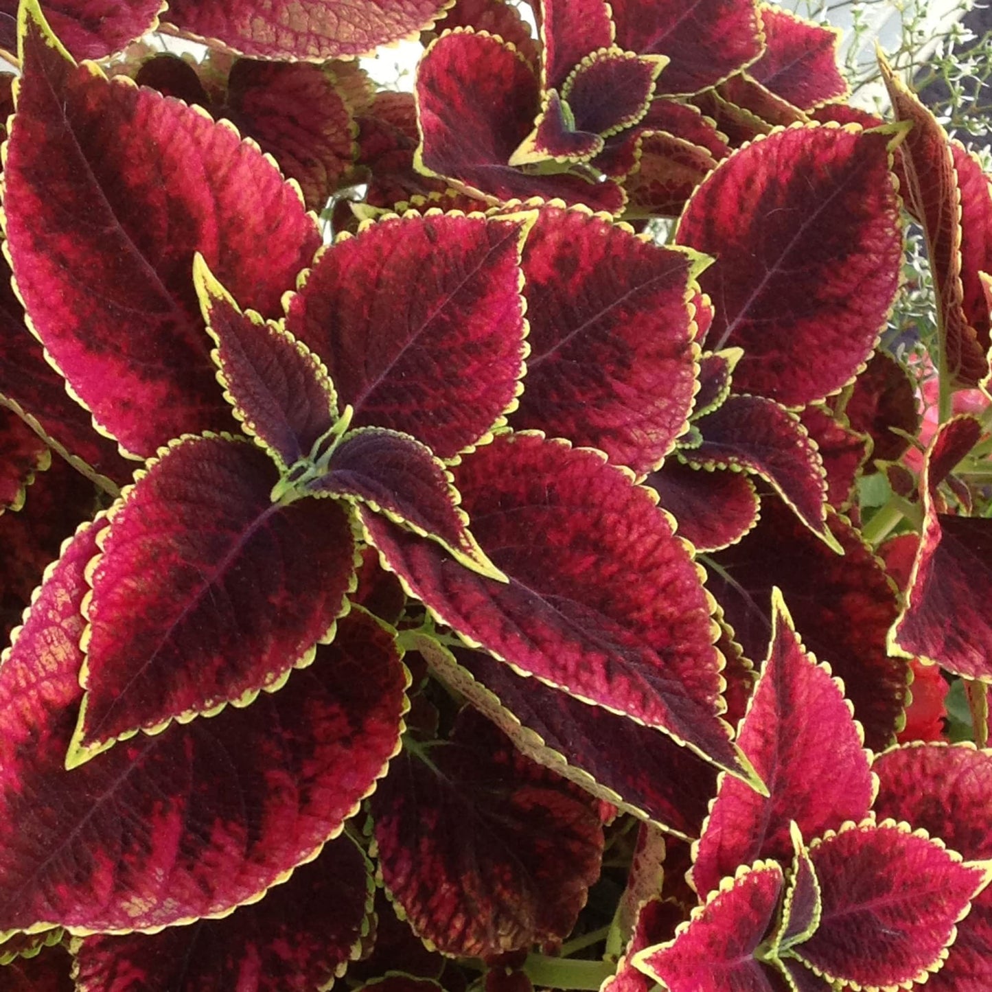 Red Coleus Herb Seeds