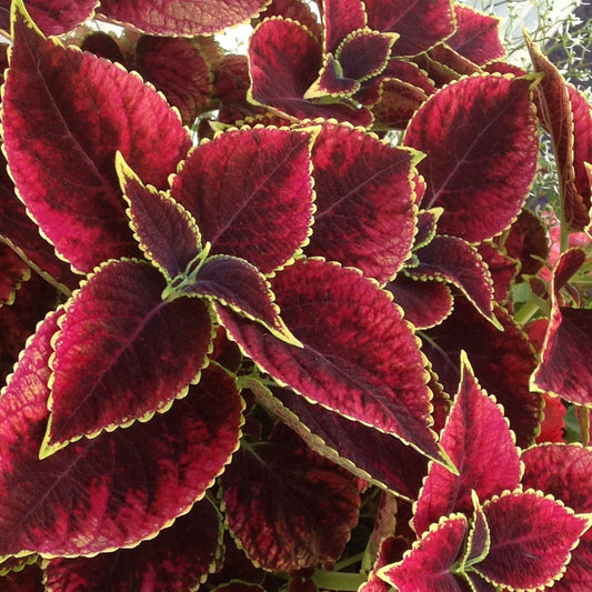 Semi di erba Coleus rosso