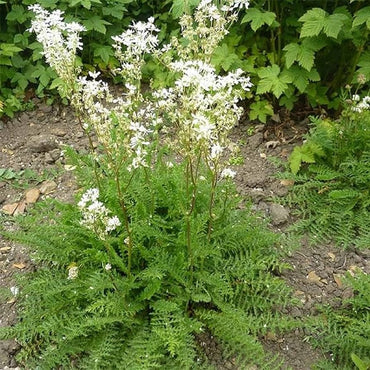 Semi di Erba di Dropwort