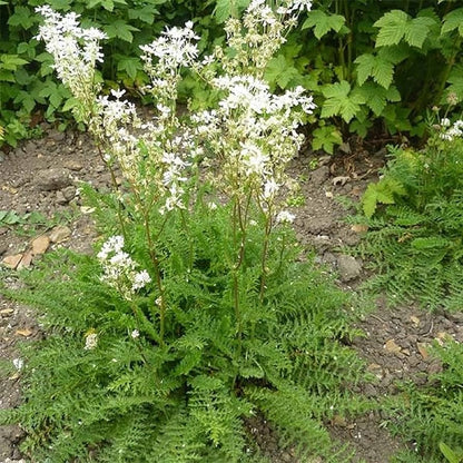 Semi di Erba di Dropwort