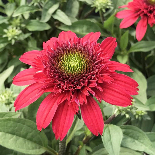 Red Ruby Echinacea Cone flower Seeds