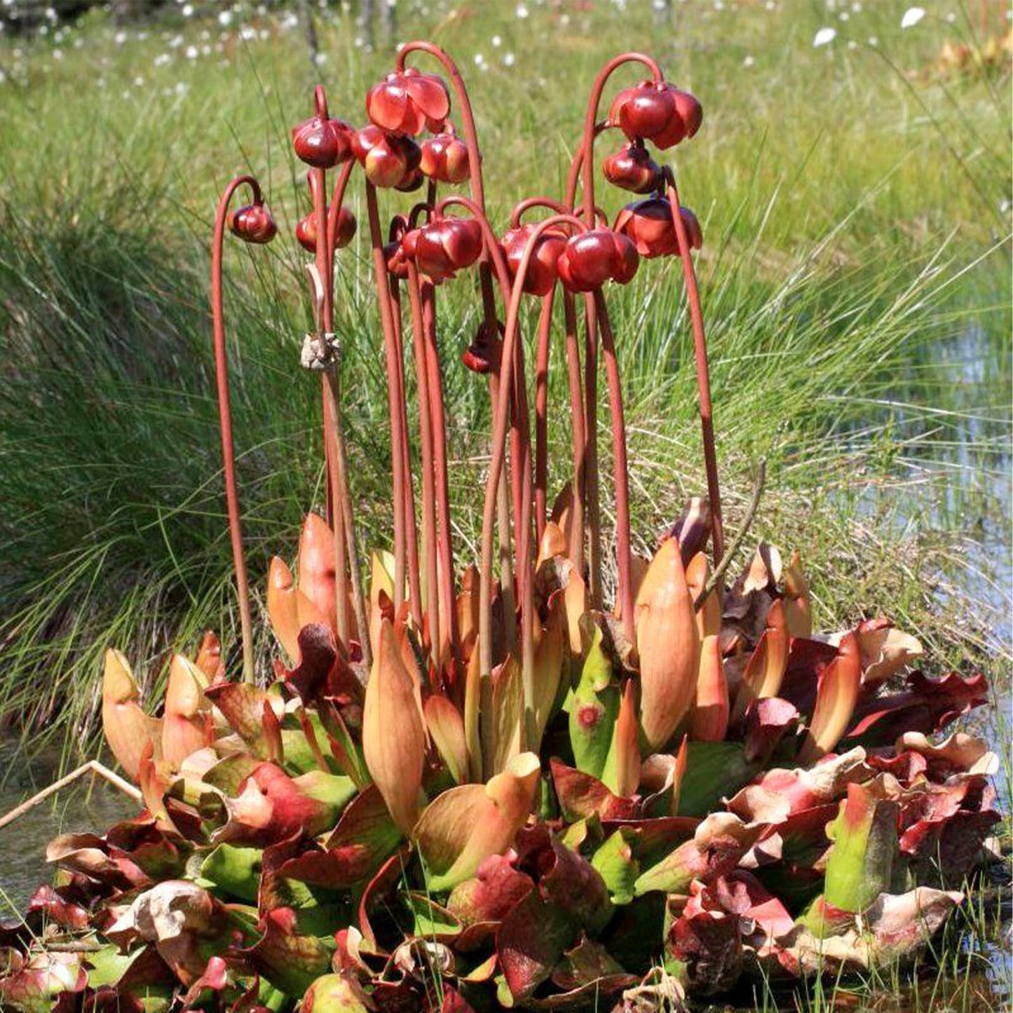 Sarracenia Purpurea Herb Seeds