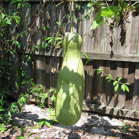 Semi di Zucca Gigante Gourd Vegetale