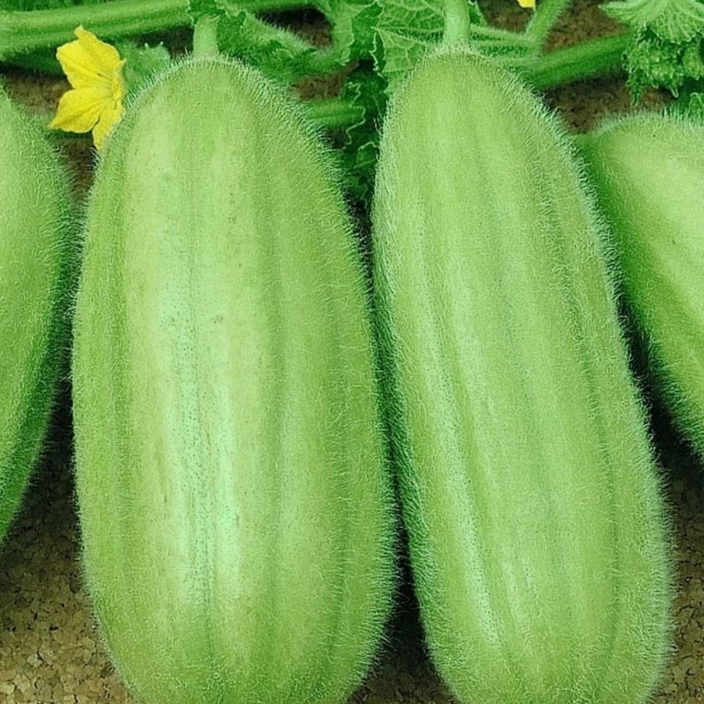 Carosello Barese Cucumber  Vegetable Seeds
