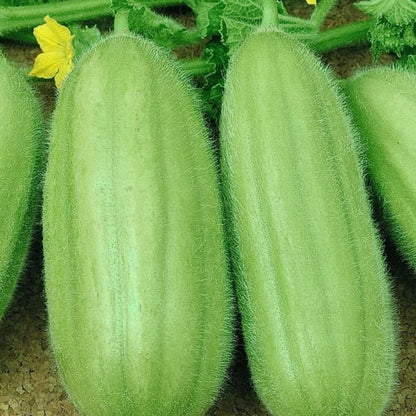 Carosello Barese Cucumber  Vegetable Seeds