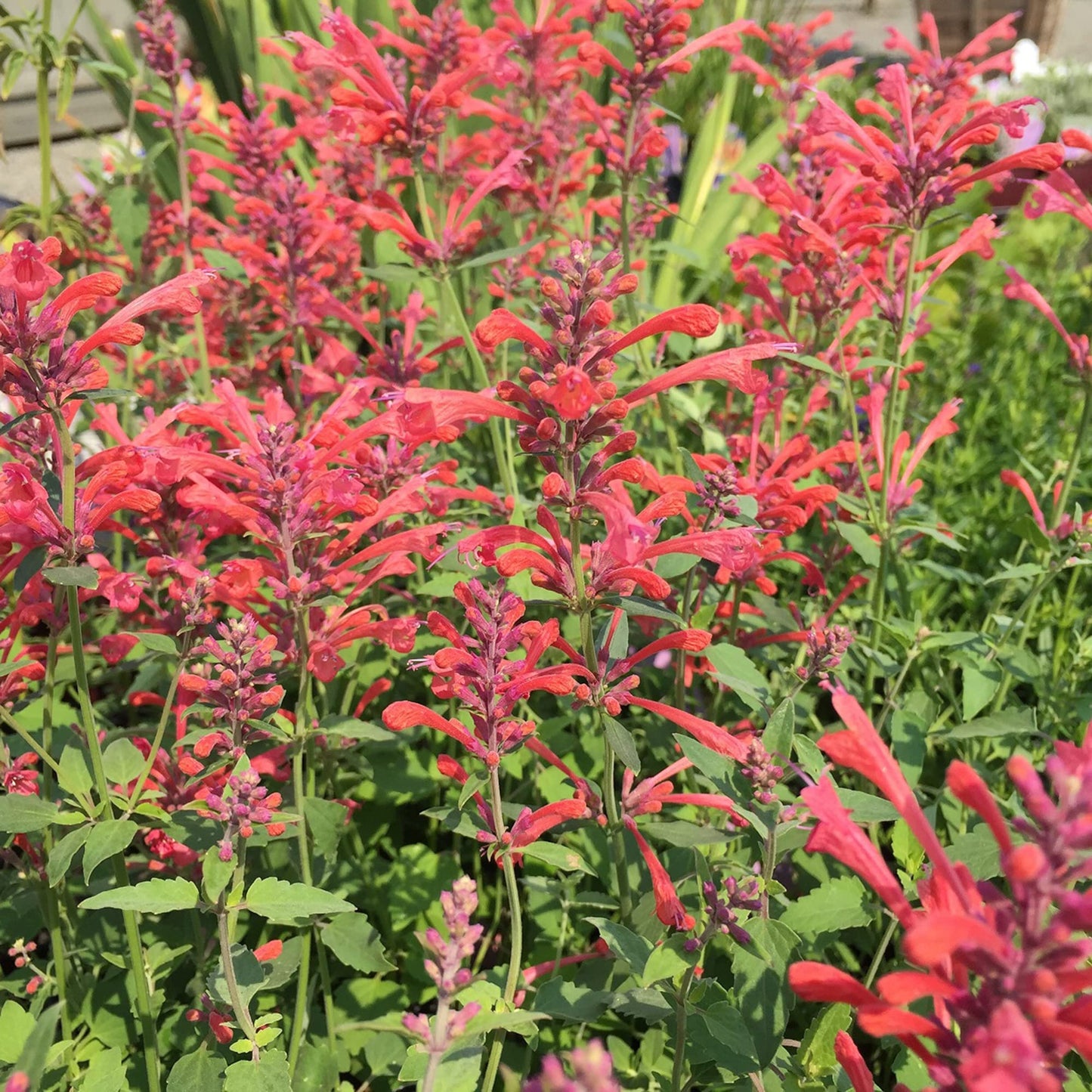 Tango Hummingbird Mint Herb Seeds