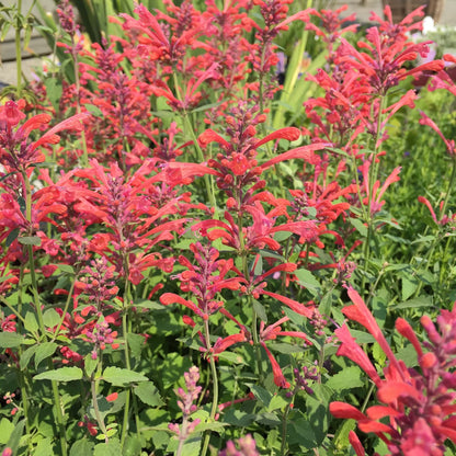 Tango Hummingbird Mint Herb Seeds