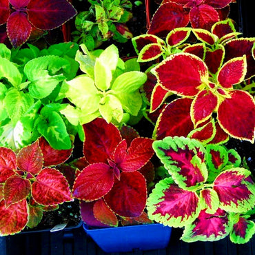Semi di erba Coleus a colori misti