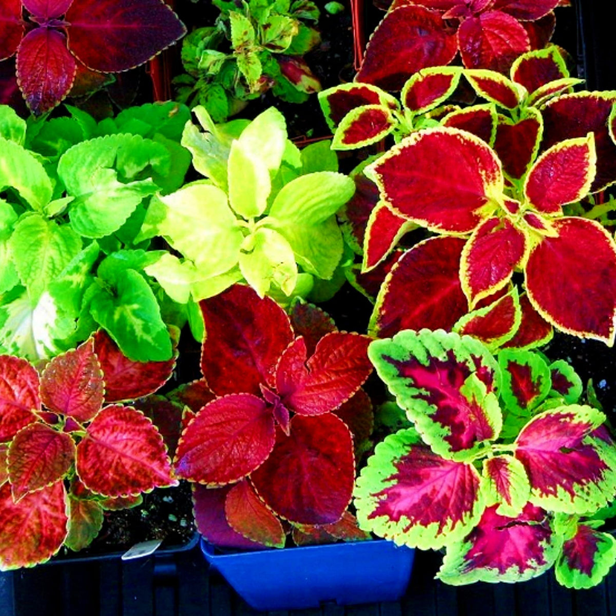 Rainbow Mixed Flower seeds for Planting - Long Bloom Season, Heirloom & GMO Free Seeds for Home Garden