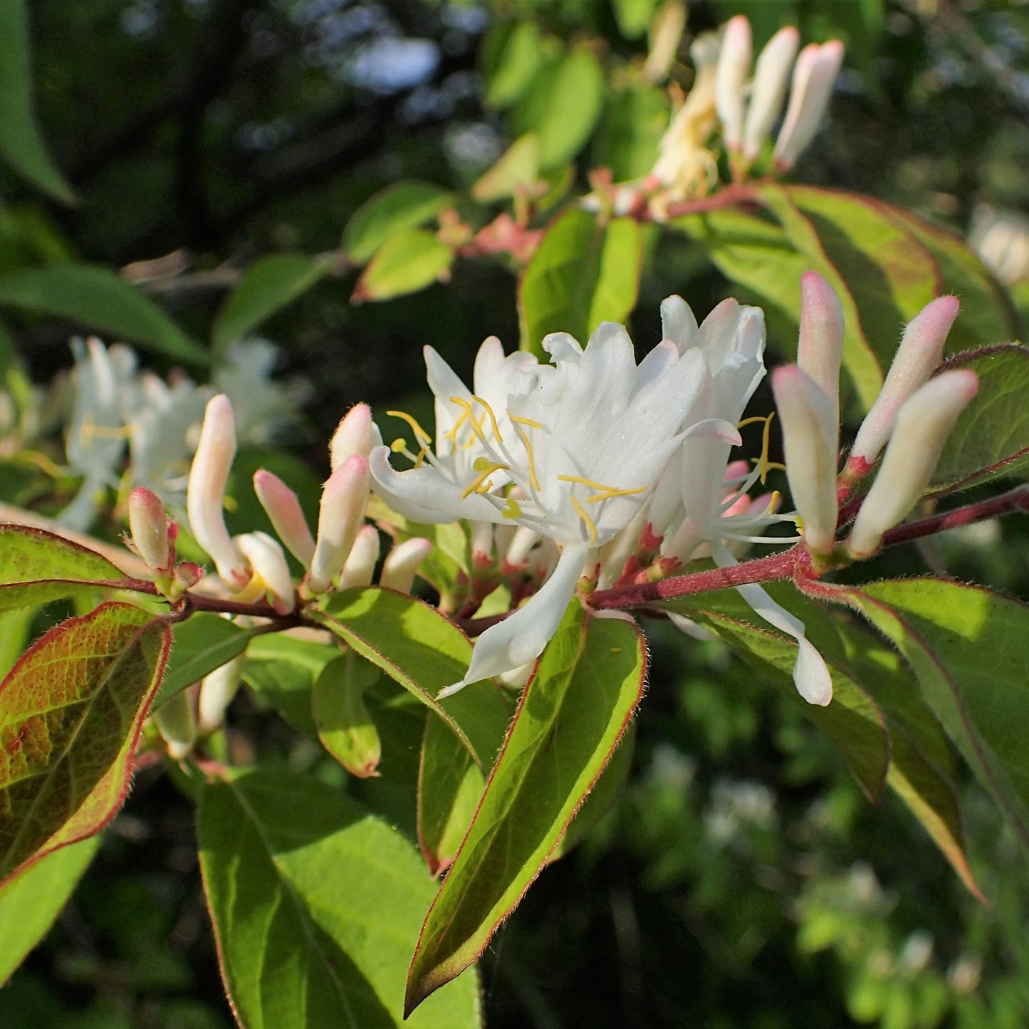 Winter Honeysuckle Flower Seeds