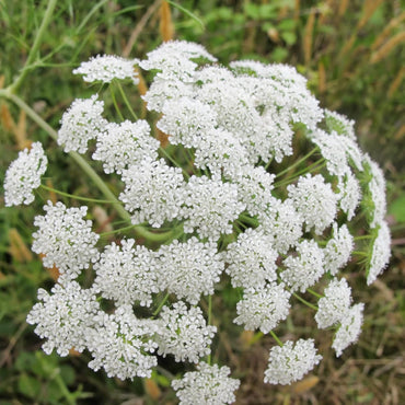 False Queen Anne's Lace Flower Seeds