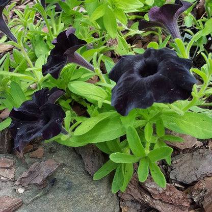 Black Cat Petunia Seeds Flower seeds for Planting - Sun Loving, Heirloom & GMO Free Seeds for Home Garden