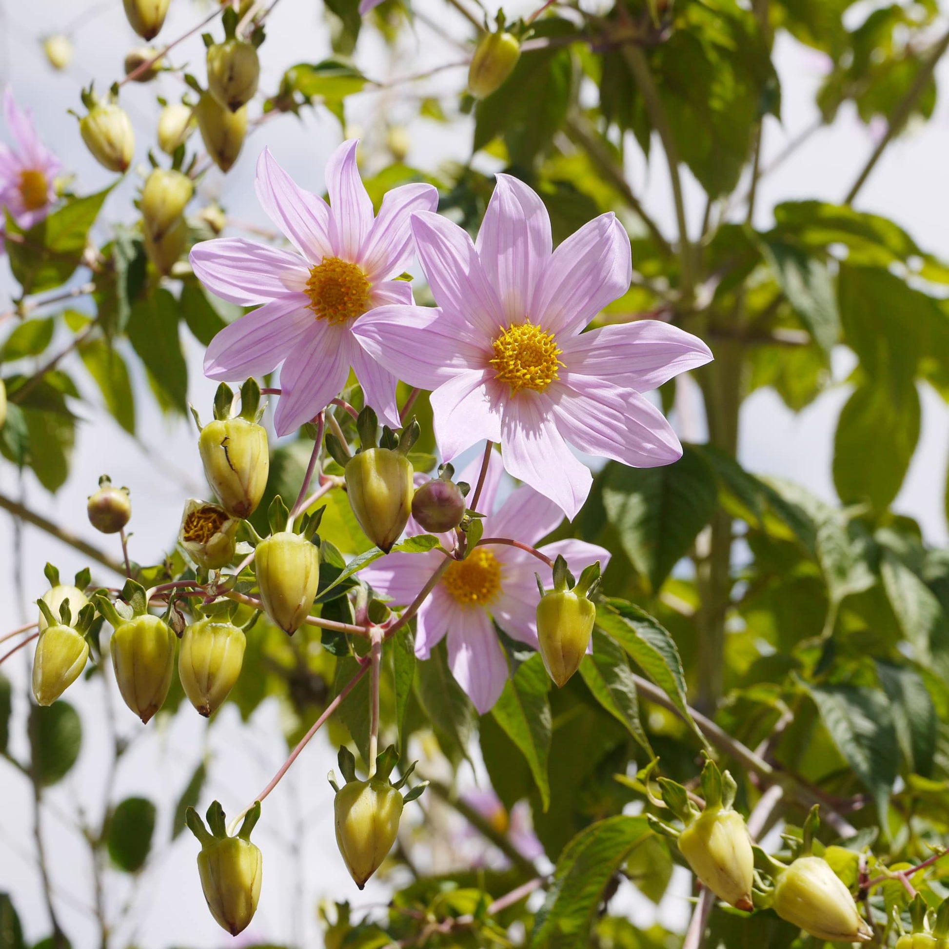 tree dahlia seeds Dahlia Imperialis Flower Seeds for Planting – Heirloom, Non-GMO, Easy – Pure Asia Seeds