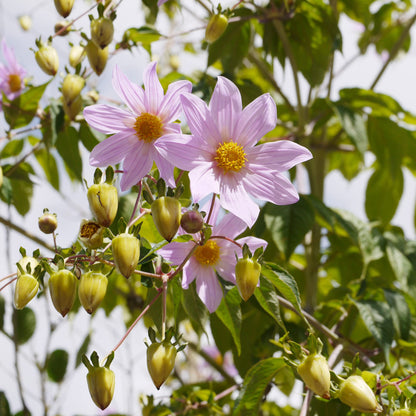 Dahlia Imperialis Flower Seeds