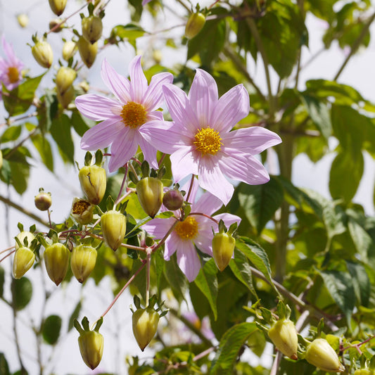 Dahlia Imperialis Flower Seeds