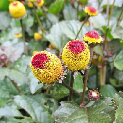 Yellow Red Spilanthes Acmella Plant For Vibrant Garden Growth - Seed Stunning Blooms Flower Seeds