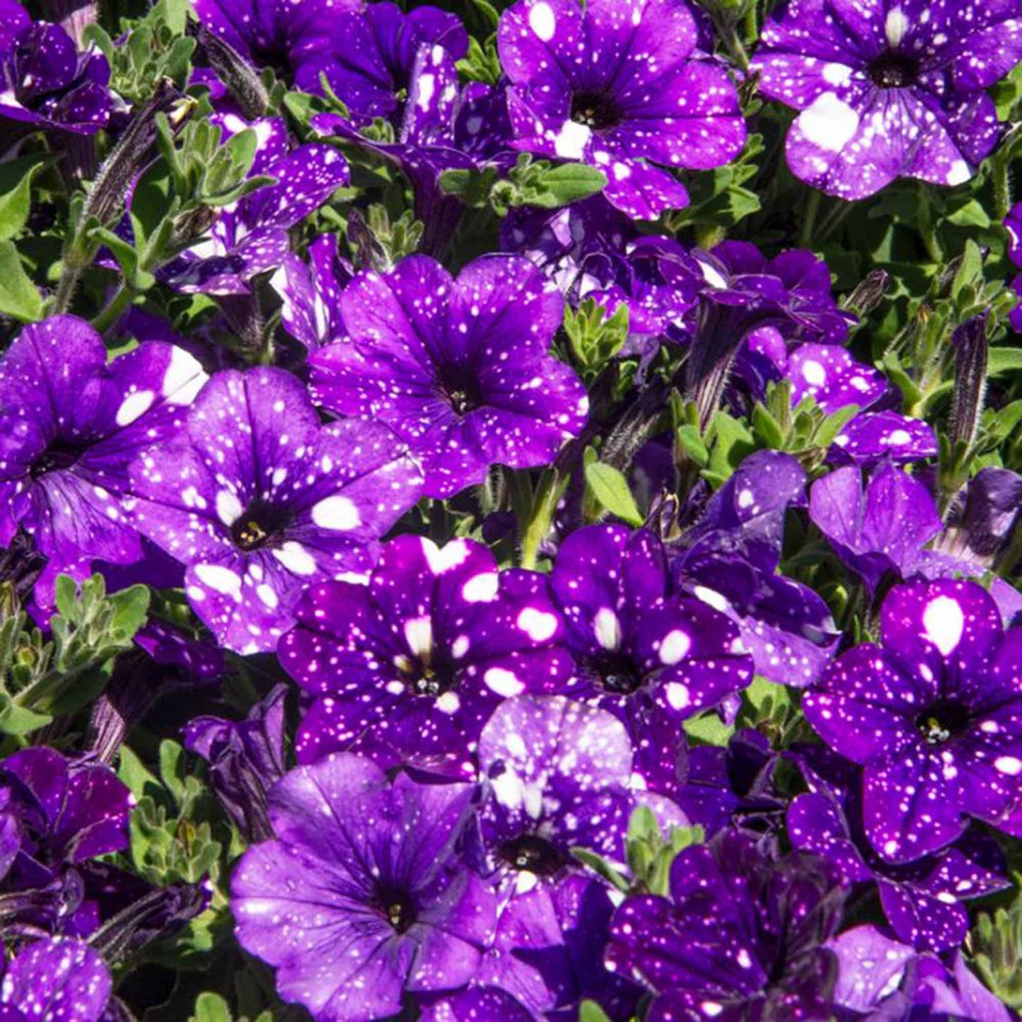 Night Sky Petunia Seeds