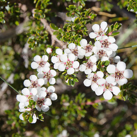 Manuka Tea Shrub Seeds for Planting – Heirloom, Non-GMO, Easy to Grow, Perennial