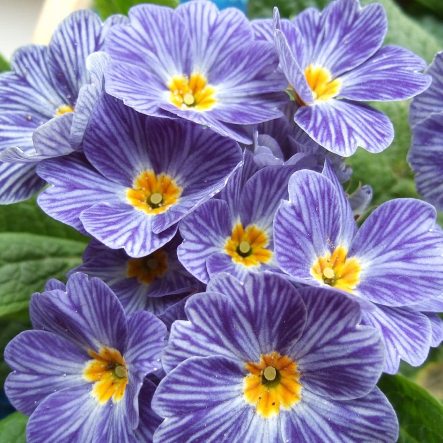 Primula 'Zebra Blue' Flower Seeds