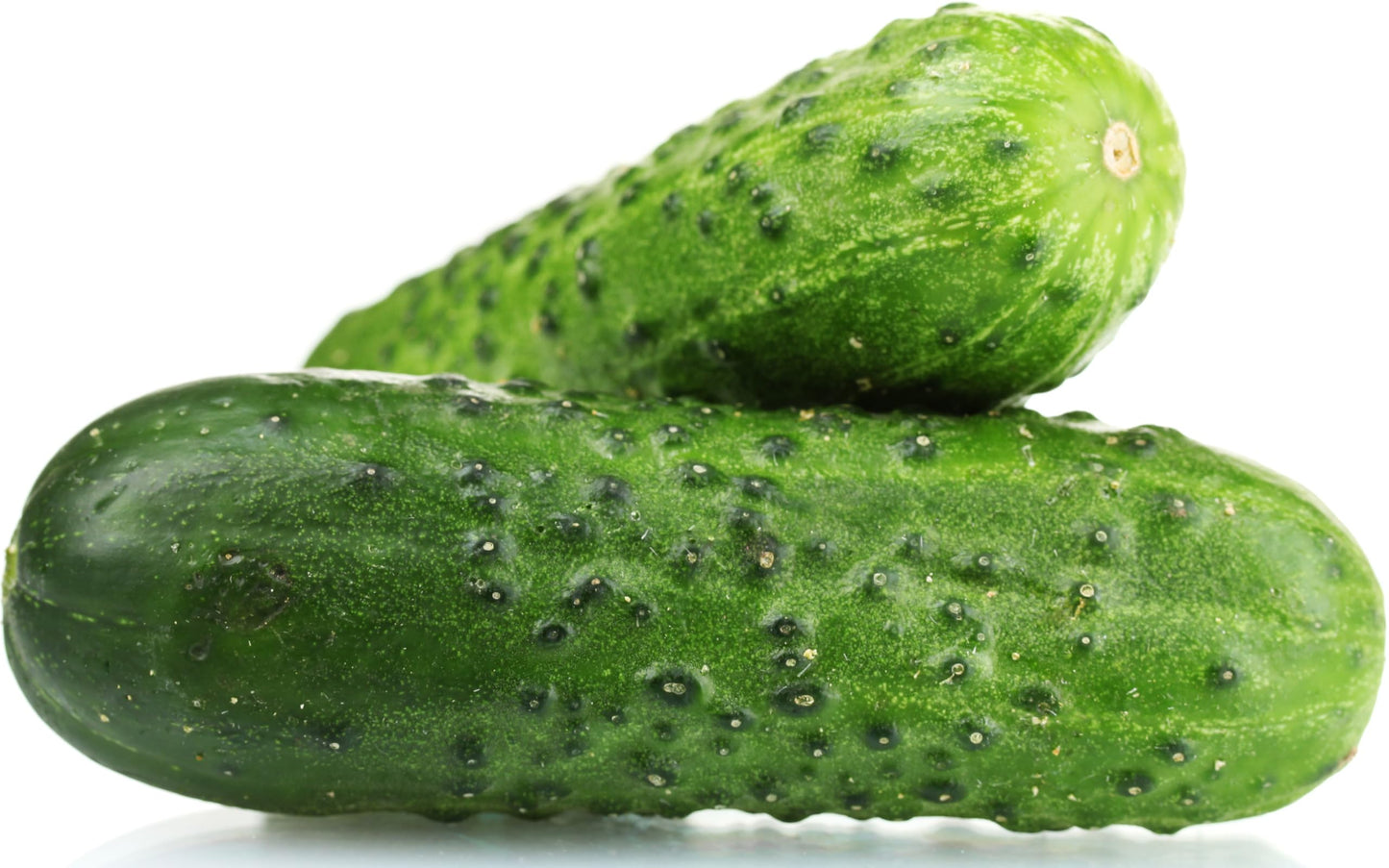 Semillas de Pepino Arbustivo Spacemaster – Apto para Contenedores