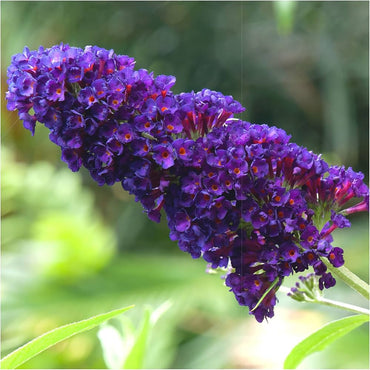 Purple Butterfly Bush Flower Seeds