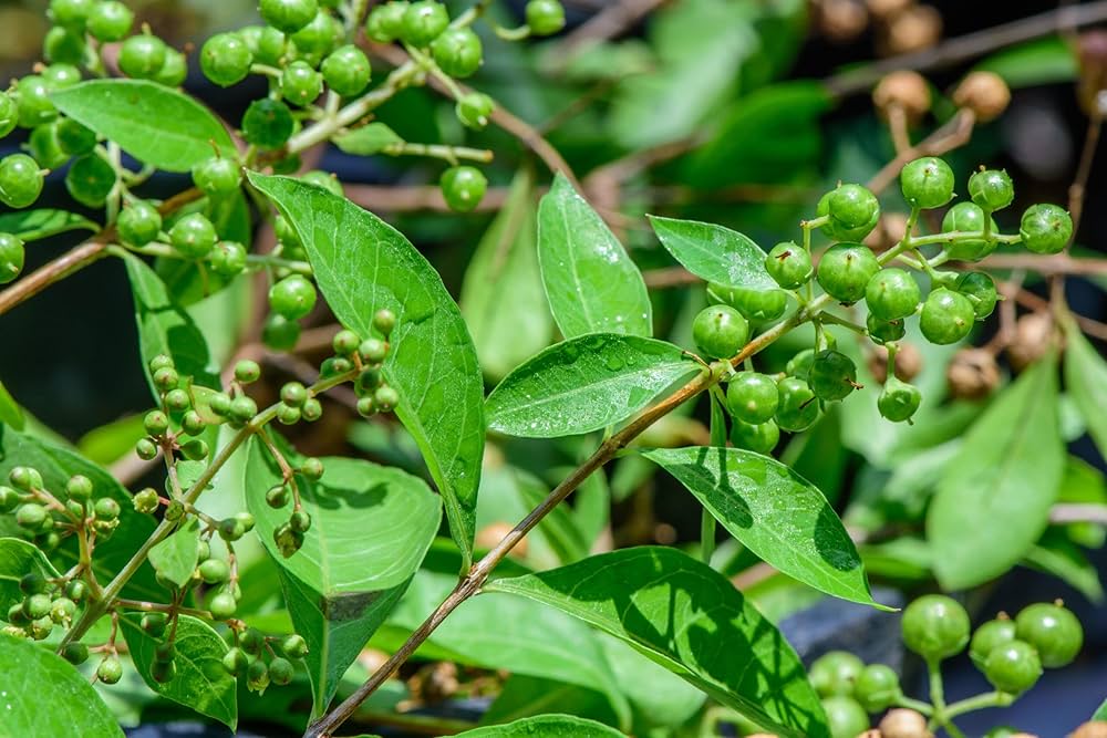 Henna Herb Seeds