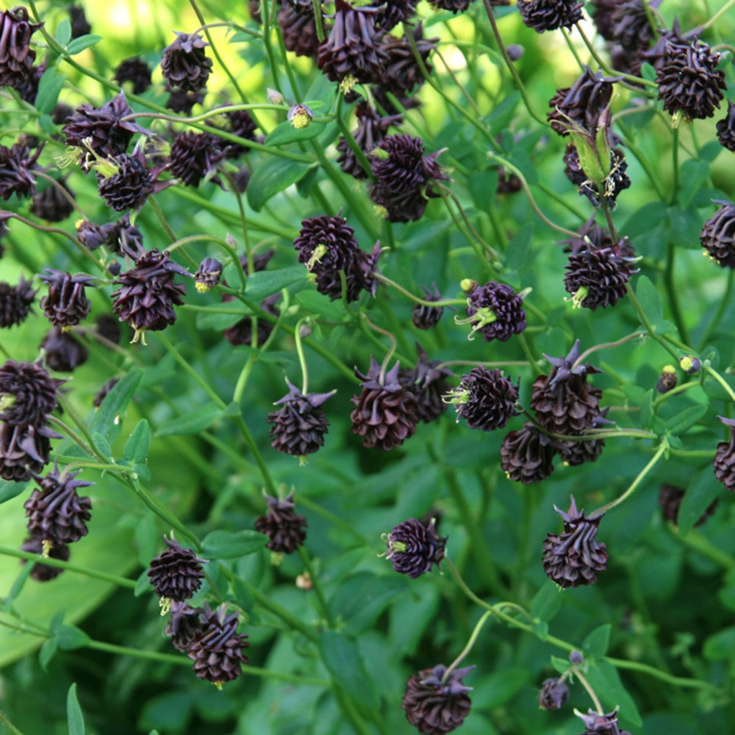 Columbine 'Black Barlow' Flower Seeds
