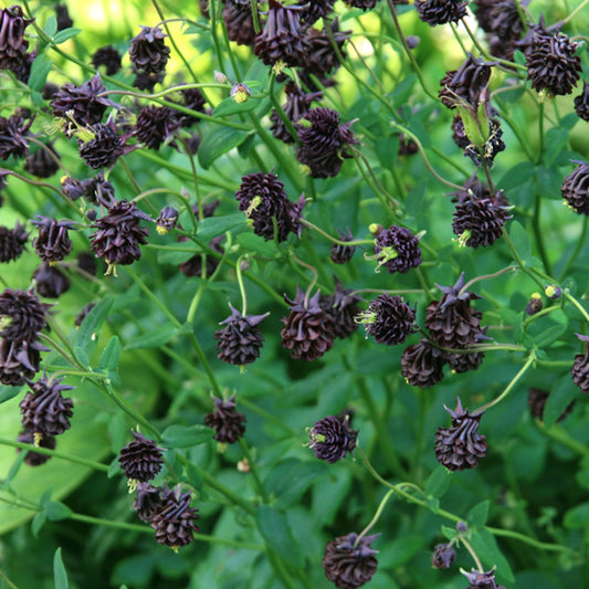 Columbine 'Black Barlow' Flower Seeds