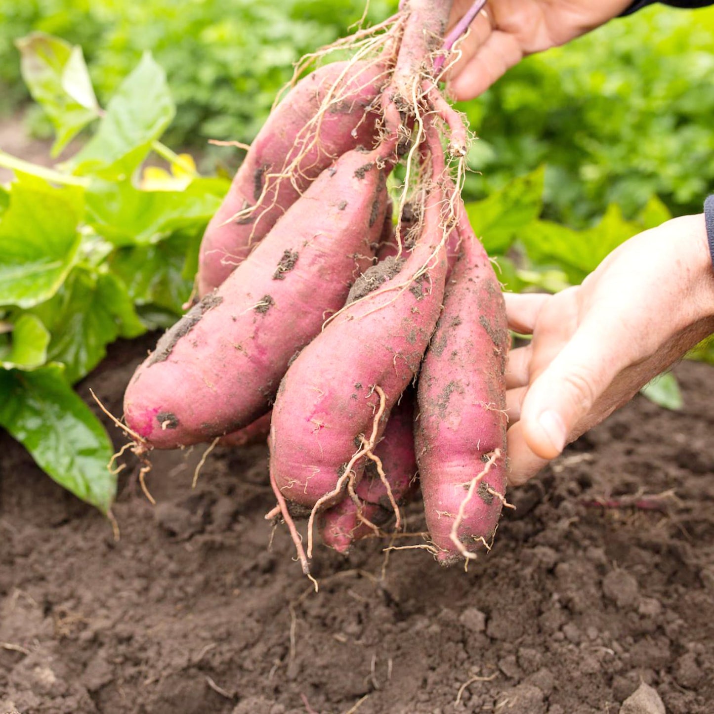 Sweet Potato Vegetable Seeds