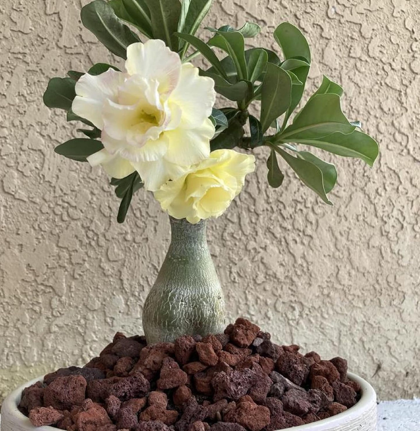 Yellow-White Desert Rose Flower Seeds