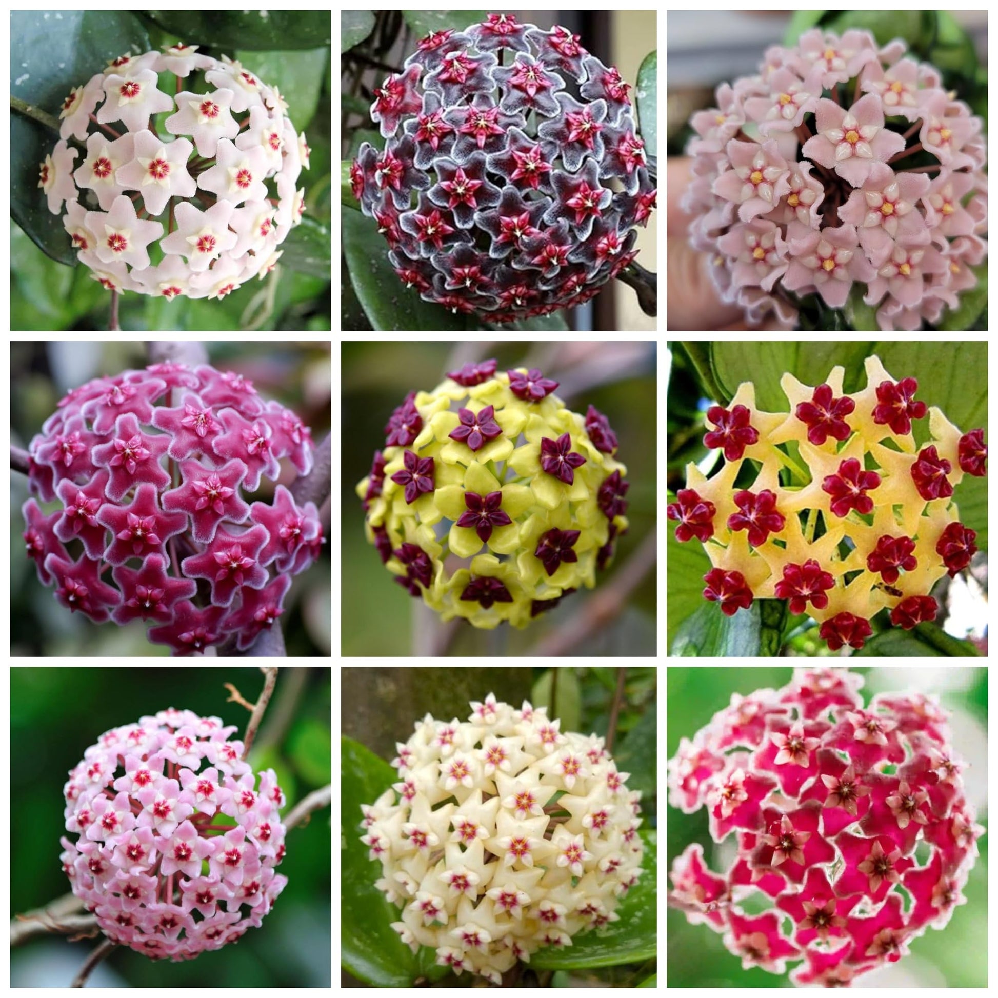 wax flower seeds Hoya Carnosa (Wax Plant) Flower Seeds for Planting – Heirloom, Non-GMO – Pure Asia Seeds