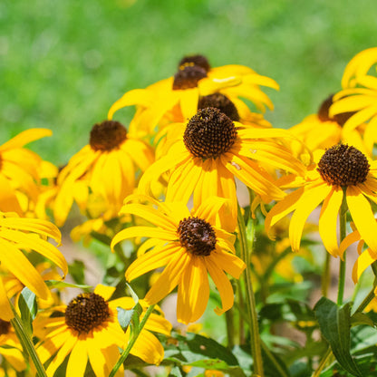 Yellow Coneflower Flower Seeds