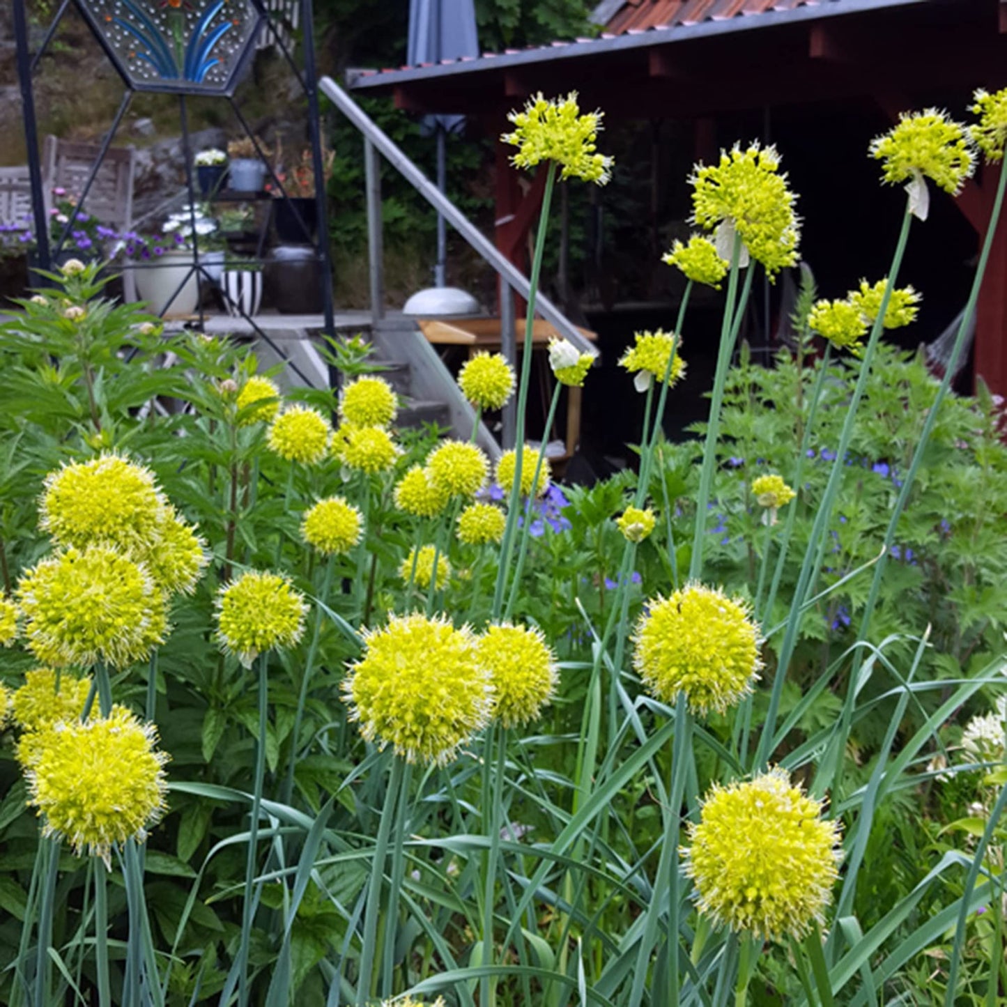 Muli Garlic Herb Seeds