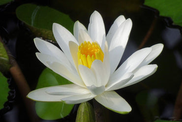 White Water Lily Flower Seeds