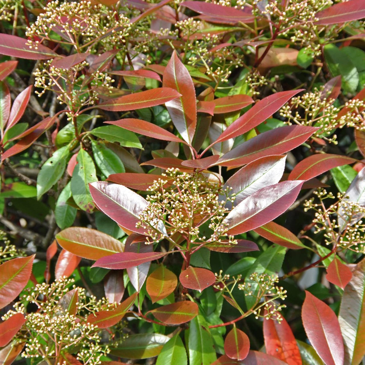 Semillas de arbusto de punta roja Photinia x Fraseri