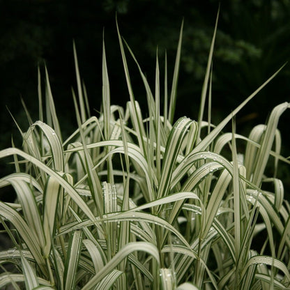 Variegated Cat Grass Plant Seeds