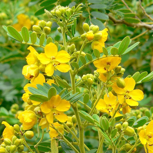 Senna Alexandrina Flower Seeds