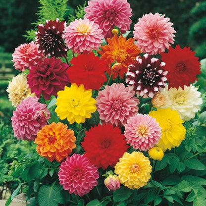 dinner plate dahlia seeds Dinnerplate Dahlia Flower Seeds for Planting – Heirloom, Non-GMO, Easy – Pure Asia Seeds