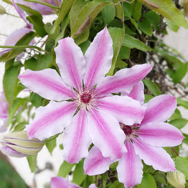 Nelly Moser Clematis Flower Seeds