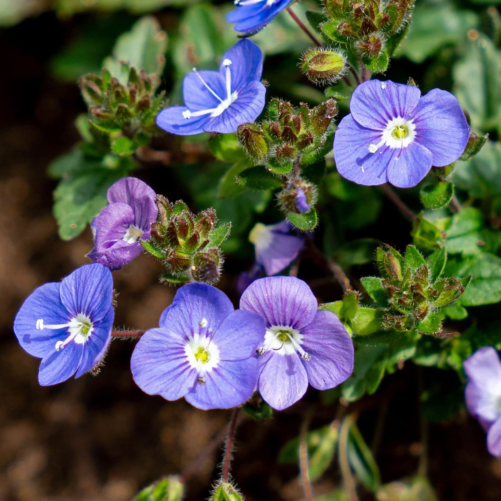veronica flower seeds Veronica Repens Flower Seeds for Planting – Heirloom, Non-GMO, Ground – Pure Asia Seeds