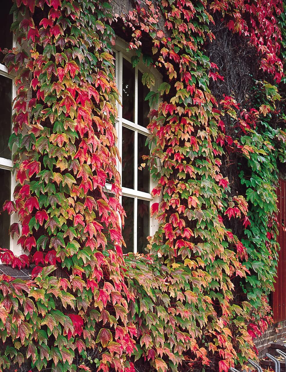 Boston Ivy Green Pink Flower seeds for Planting - Perfect for Borders, Heirloom & GMO Free Seeds for Home Garden
 
 Sale for planting in home garden.
