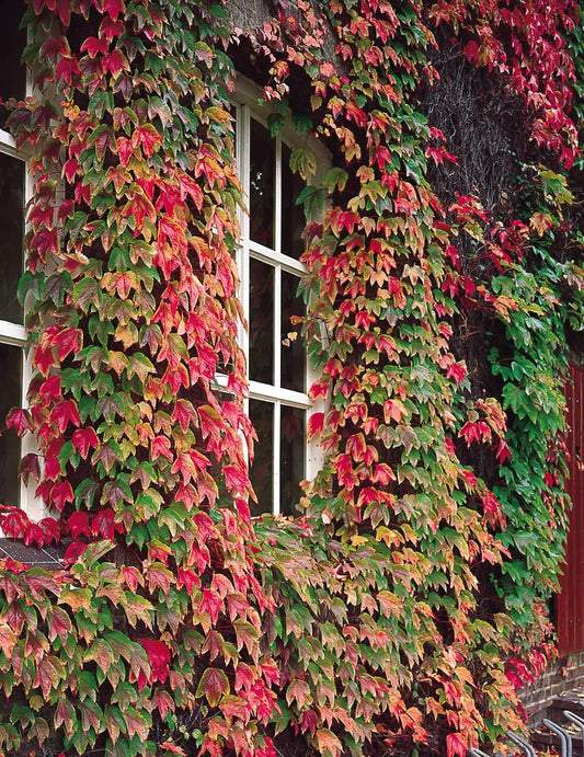 Boston Ivy Green Pink Flower seeds for Planting - Perfect for Borders, Heirloom & GMO Free Seeds for Home Garden
 
 Sale for planting in home garden.