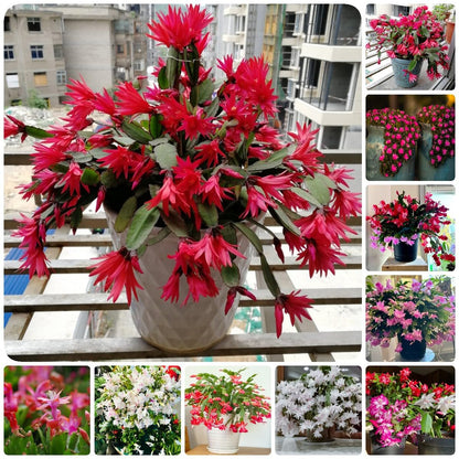 Christmas Cactus Flower Seeds