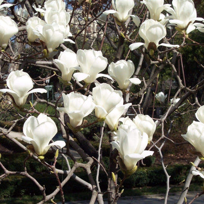 Yulan Magnolia Flower Seeds