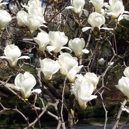 Yulan Magnolia Flower Seeds