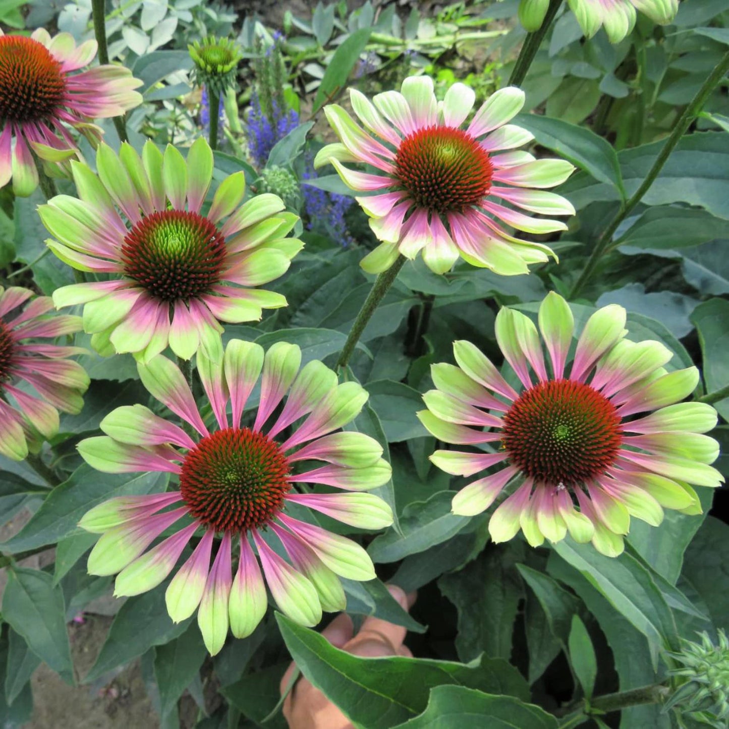 Echinacea Purpurea 'Green Twister' Flower Seeds