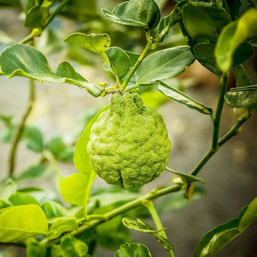 Bergamot Orange Seeds