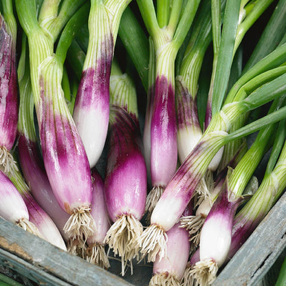 Apache Onion Vegetable Seeds
